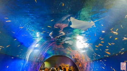 Unsere Top Produkte - Suchen Sie bei uns die Osaka aquarium Ihren Wünschen entsprechend