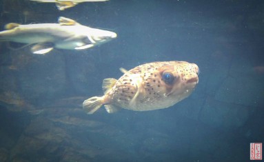 Osaka aquarium - Alle Favoriten unter der Vielzahl an Osaka aquarium