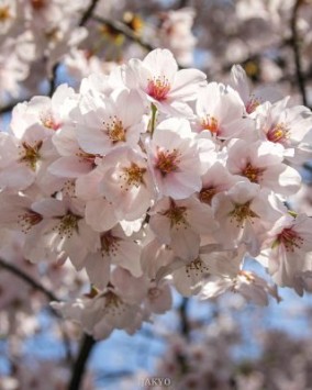 Die japanische Kirschblüte Sakura und Blütenschau Hanami