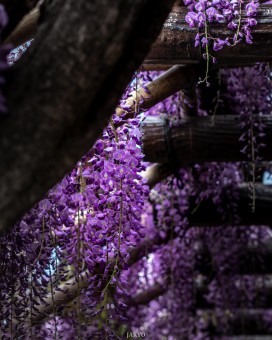 Purple Wisteria flowers