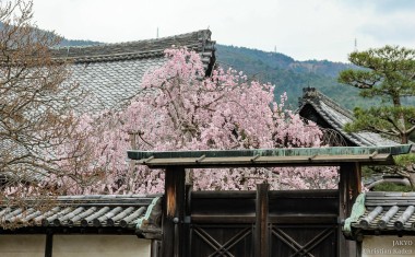 Daigoji temple, Kyoto<br>Date taken: 16.04.2012 11:08:24.<br>Informationen zur <a href="https://japan-kyoto.de/japan-bilder-fotografien/">Nutzung und Lizenz</a>. ©Christian Kaden (Jakyo)