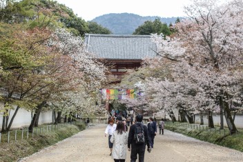 Daigoji temple, Kyoto<br>Date taken: 16.04.2012 11:39:56.<br>Informationen zur <a href="https://japan-kyoto.de/japan-bilder-fotografien/">Nutzung und Lizenz</a>. ©Christian Kaden (Jakyo)