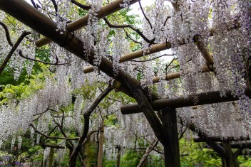 Kasuga Taisha Shrine Botanical Garden, Nara