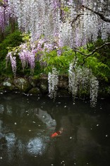 Kasuga Taisha Shrine Botanical Garden, Nara