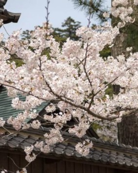 Über die japanische Kirschblüte Sakura und Hanami