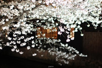 Sakura light