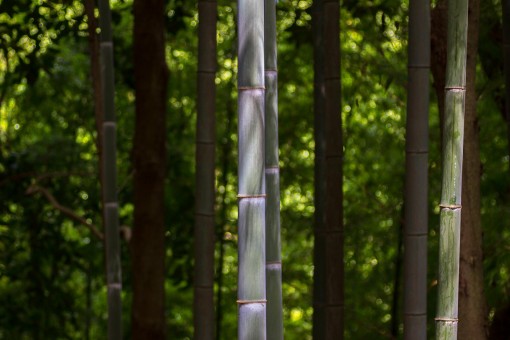 Bamboo at Iwashimizu Shrine
