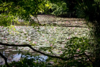 Blooming water lilies at the kyoyochi pond during early May at Ryoanji temple, Kyoto.