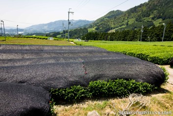 Tea fields in Wazuka, Japan<br>Date taken: 23.05.2016 11:49:22.<br>Informationen zur <a href="https://japan-kyoto.de/japan-bilder-fotografien/">Nutzung und Lizenz</a>. ©Christian Kaden (Jakyo)