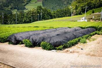 Tea fields in Wazuka, Japan<br>Date taken: 23.05.2016 11:50:29.<br>Informationen zur <a href="https://japan-kyoto.de/japan-bilder-fotografien/">Nutzung und Lizenz</a>. ©Christian Kaden (Jakyo)