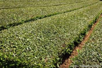 Tea fields in Wazuka, Japan<br>Date taken: 23.05.2016 11:57:10.<br>Informationen zur <a href="https://japan-kyoto.de/japan-bilder-fotografien/">Nutzung und Lizenz</a>. ©Christian Kaden (Jakyo)