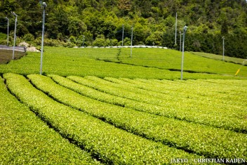Tea fields in Wazuka, Japan<br>Date taken: 23.05.2016 11:57:20.<br>Informationen zur <a href="https://japan-kyoto.de/japan-bilder-fotografien/">Nutzung und Lizenz</a>. ©Christian Kaden (Jakyo)