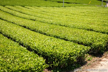 Tea fields in Wazuka, Japan<br>Date taken: 23.05.2016 11:57:23.<br>Informationen zur <a href="https://japan-kyoto.de/japan-bilder-fotografien/">Nutzung und Lizenz</a>. ©Christian Kaden (Jakyo)