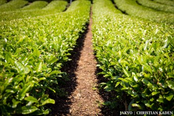 Tea fields in Wazuka, Japan<br>Date taken: 23.05.2016 11:57:37.<br>Informationen zur <a href="https://japan-kyoto.de/japan-bilder-fotografien/">Nutzung und Lizenz</a>. ©Christian Kaden (Jakyo)
