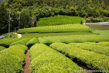 Tea fields in Wazuka, Japan<br>Date taken: 23.05.2016 12:02:40.<br>Informationen zur <a href="https://japan-kyoto.de/japan-bilder-fotografien/">Nutzung und Lizenz</a>. ©Christian Kaden (Jakyo)