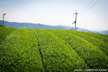 Tea fields in Wazuka, Japan<br>Date taken: 23.05.2016 12:03:37.<br>Informationen zur <a href="https://japan-kyoto.de/japan-bilder-fotografien/">Nutzung und Lizenz</a>. ©Christian Kaden (Jakyo)