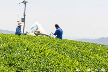 Tea fields in Wazuka, Japan<br>Date taken: 23.05.2016 12:04:44.<br>Informationen zur <a href="https://japan-kyoto.de/japan-bilder-fotografien/">Nutzung und Lizenz</a>. ©Christian Kaden (Jakyo)