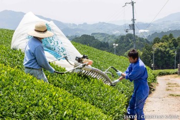Tea fields in Wazuka, Japan<br>Date taken: 23.05.2016 12:05:02.<br>Informationen zur <a href="https://japan-kyoto.de/japan-bilder-fotografien/">Nutzung und Lizenz</a>. ©Christian Kaden (Jakyo)