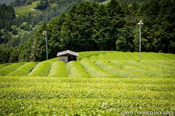 Tea fields in Wazuka, Japan<br>Date taken: 23.05.2016 12:05:42.<br>Informationen zur <a href="https://japan-kyoto.de/japan-bilder-fotografien/">Nutzung und Lizenz</a>. ©Christian Kaden (Jakyo)
