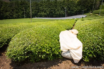 Tea fields in Wazuka, Japan<br>Date taken: 23.05.2016 12:06:31.<br>Informationen zur <a href="https://japan-kyoto.de/japan-bilder-fotografien/">Nutzung und Lizenz</a>. ©Christian Kaden (Jakyo)