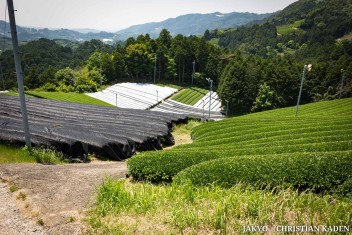 Tea fields in Wazuka, Japan<br>Date taken: 23.05.2016 12:07:31.<br>Informationen zur <a href="https://japan-kyoto.de/japan-bilder-fotografien/">Nutzung und Lizenz</a>. ©Christian Kaden (Jakyo)