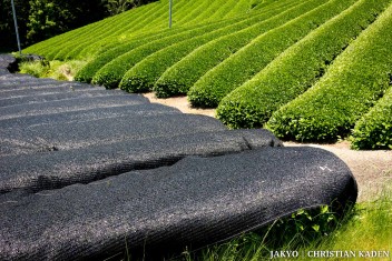 Tea fields in Wazuka, Japan<br>Date taken: 23.05.2016 12:08:15.<br>Informationen zur <a href="https://japan-kyoto.de/japan-bilder-fotografien/">Nutzung und Lizenz</a>. ©Christian Kaden (Jakyo)