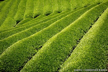 Tea fields in Wazuka, Japan<br>Date taken: 23.05.2016 12:08:36.<br>Informationen zur <a href="https://japan-kyoto.de/japan-bilder-fotografien/">Nutzung und Lizenz</a>. ©Christian Kaden (Jakyo)