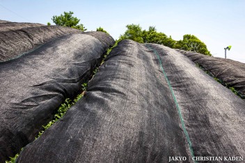 Tea fields in Wazuka, Japan<br>Date taken: 23.05.2016 12:10:46.<br>Informationen zur <a href="https://japan-kyoto.de/japan-bilder-fotografien/">Nutzung und Lizenz</a>. ©Christian Kaden (Jakyo)