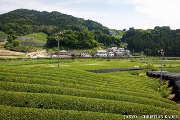 Tea fields in Wazuka, Japan<br>Date taken: 23.05.2016 14:16:06.<br>Informationen zur <a href="https://japan-kyoto.de/japan-bilder-fotografien/">Nutzung und Lizenz</a>. ©Christian Kaden (Jakyo)