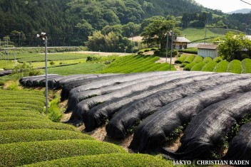 Tea fields in Wazuka, Japan<br>Date taken: 23.05.2016 14:16:15.<br>Informationen zur <a href="https://japan-kyoto.de/japan-bilder-fotografien/">Nutzung und Lizenz</a>. ©Christian Kaden (Jakyo)
