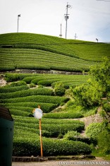 Tea fields in Wazuka, Japan<br>Date taken: 23.05.2016 14:16:42.<br>Informationen zur <a href="https://japan-kyoto.de/japan-bilder-fotografien/">Nutzung und Lizenz</a>. ©Christian Kaden (Jakyo)