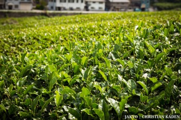 Tea fields in Wazuka, Japan<br>Date taken: 23.05.2016 14:17:23.<br>Informationen zur <a href="https://japan-kyoto.de/japan-bilder-fotografien/">Nutzung und Lizenz</a>. ©Christian Kaden (Jakyo)