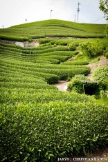 Tea fields in Wazuka, Japan<br>Date taken: 23.05.2016 14:41:26.<br>Informationen zur <a href="https://japan-kyoto.de/japan-bilder-fotografien/">Nutzung und Lizenz</a>. ©Christian Kaden (Jakyo)
