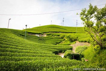 Tea fields in Wazuka, Japan<br>Date taken: 23.05.2016 14:41:47.<br>Informationen zur <a href="https://japan-kyoto.de/japan-bilder-fotografien/">Nutzung und Lizenz</a>. ©Christian Kaden (Jakyo)