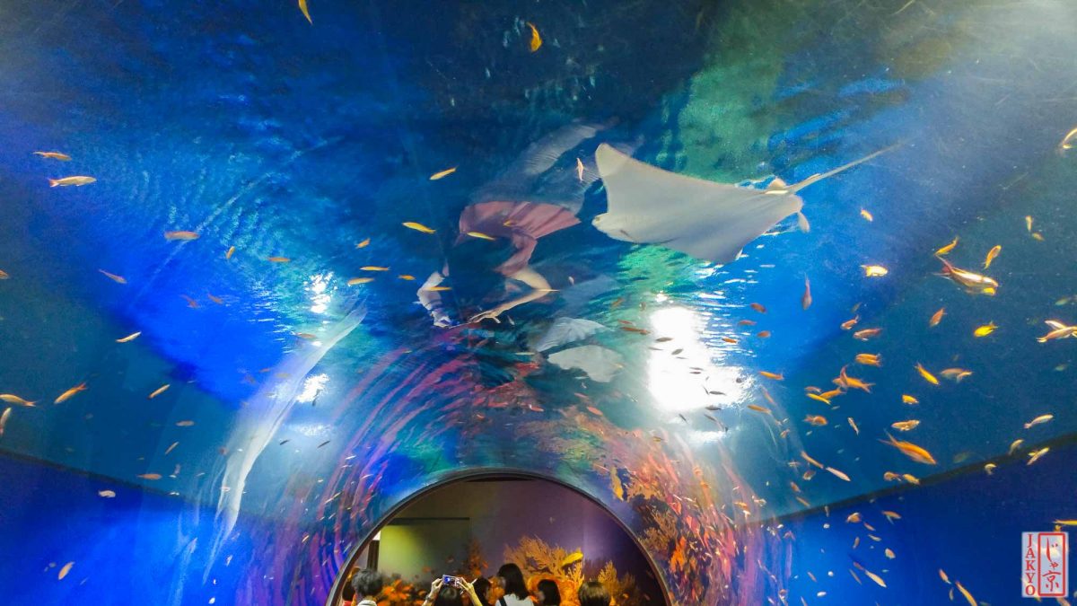 Osaka Aquarium Kaiyukan / Aquarium, Japan, Kaiyukan, Kansai, Osaka, 大阪, 日本, 水族館, 海遊館, 関西