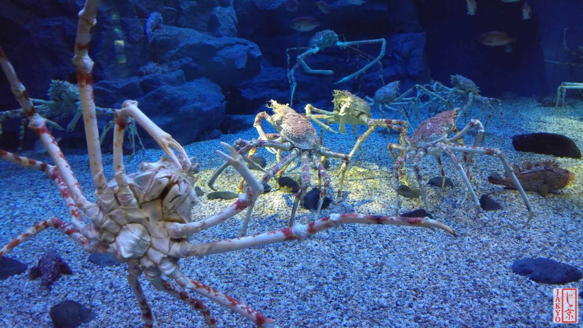 Die besten Favoriten - Entdecken Sie die Osaka aquarium Ihren Wünschen entsprechend