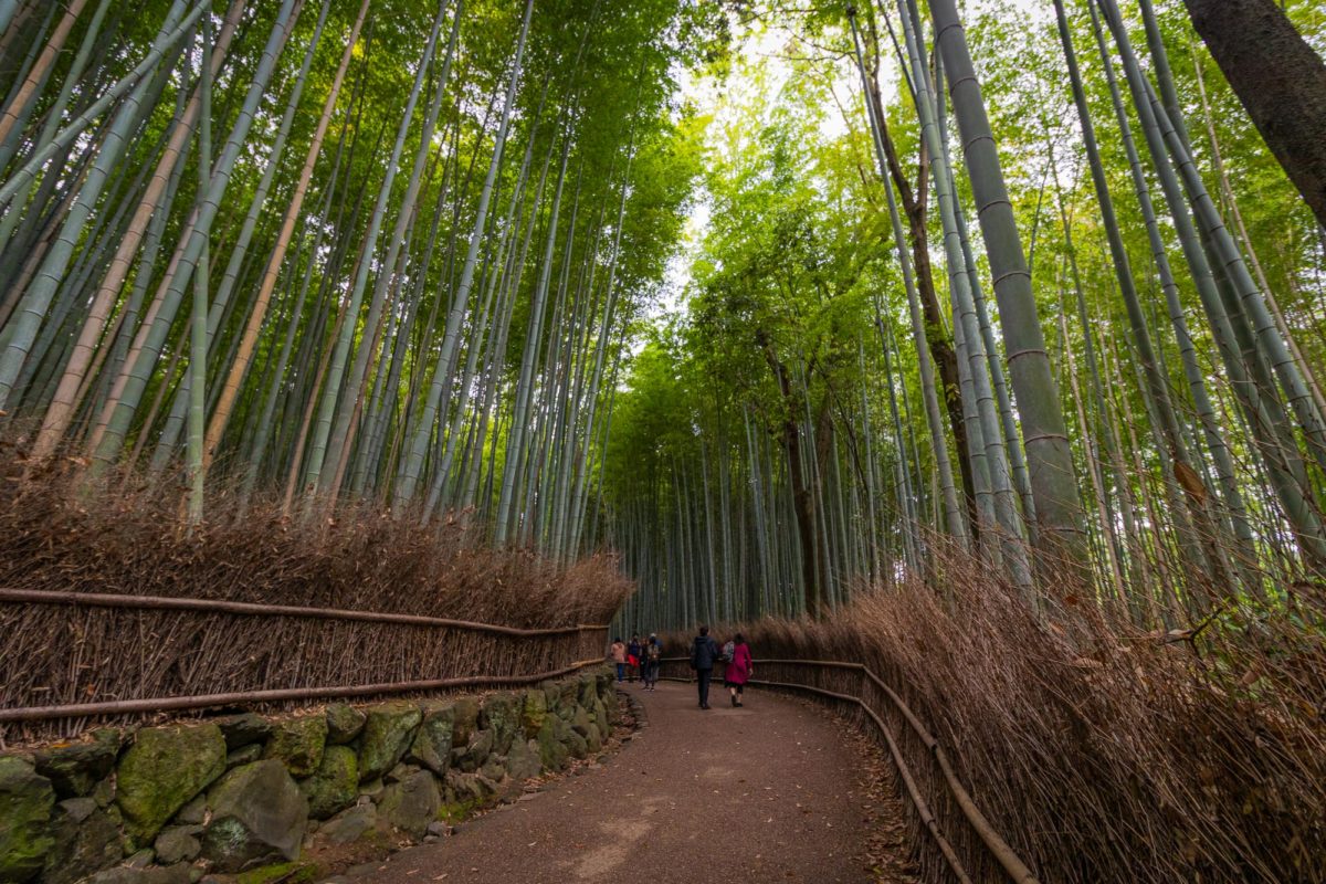 Bamboo Forest Arashiyama Kyoto / Bambus, J2019, Japan, Kansai, Kioto, Kyoto, Pflanze, Pflanzen, Plant, bamboo, 京都, 日本, 植物, 竹, 関西
