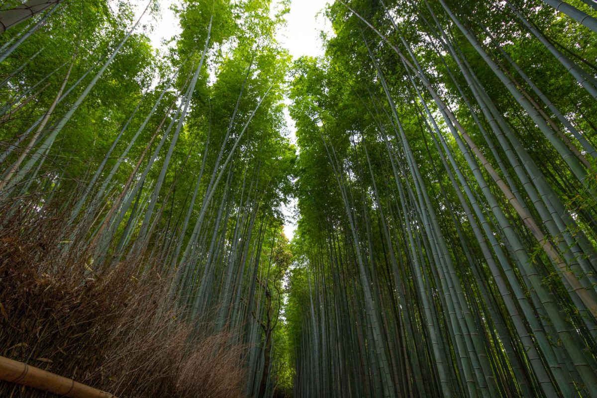 Bambus, J2019, Japan, Kansai, Kioto, Kyoto, Pflanze, Pflanzen, Plant, bamboo, 京都, 日本, 植物, 竹, 関西