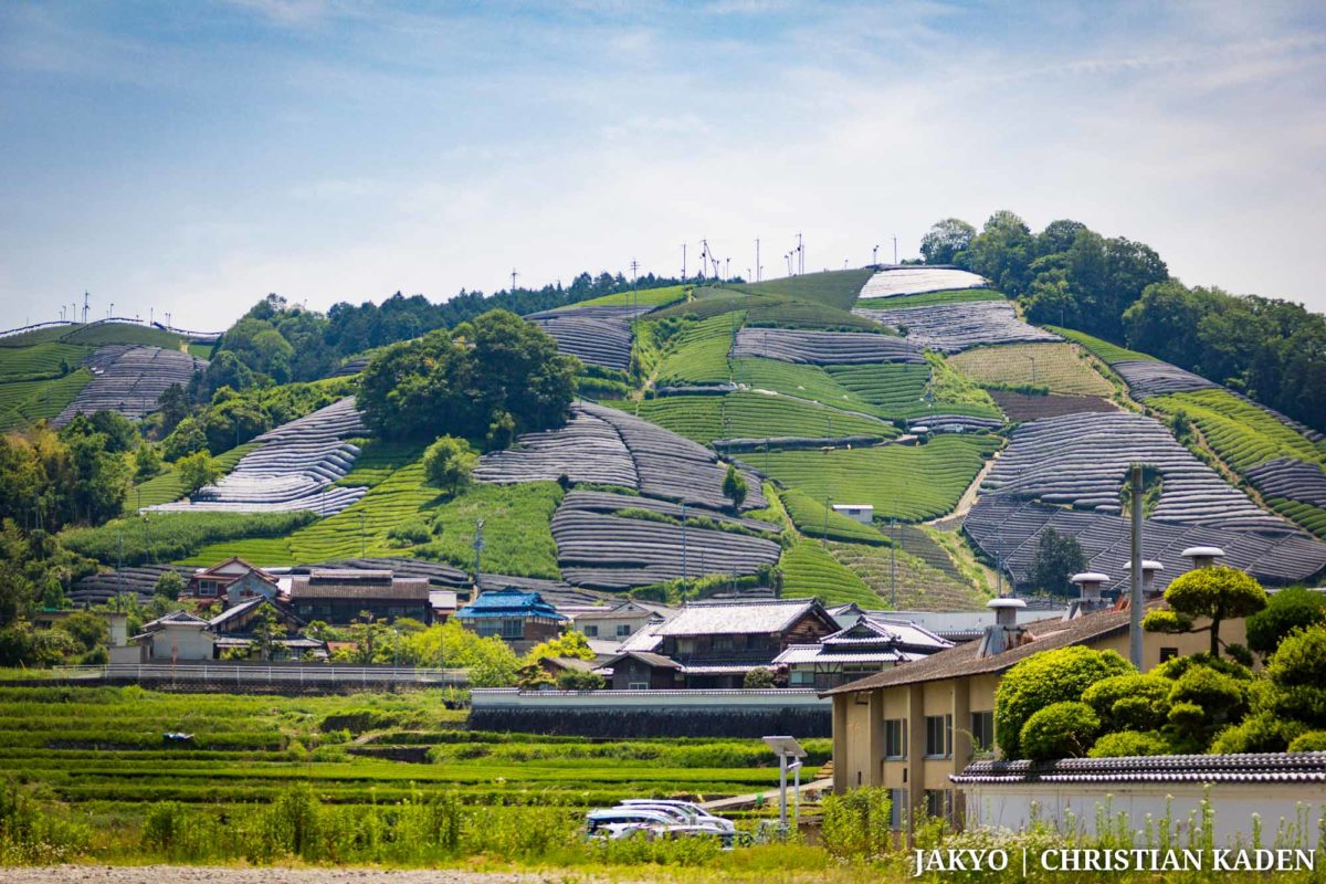 Tea fields in Wazuka, Japan